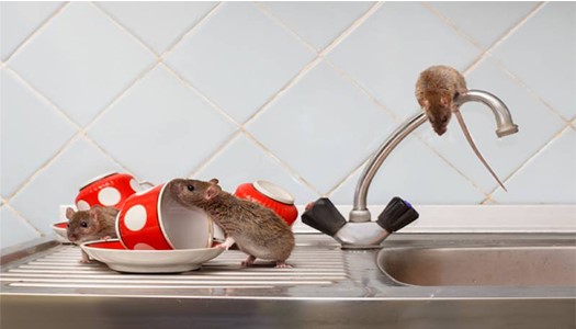 Loài chuột thích ăn gì nhất?